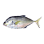 ماهی جش
