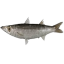 ماهی کوتر