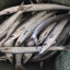 ماهی کوتر ( بارکودا)